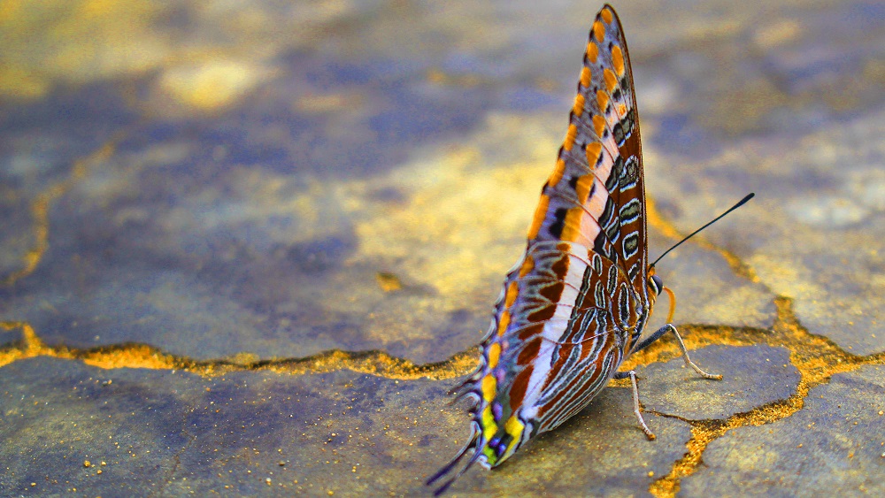 Namibia, Schmetterling, Living Museums